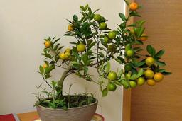 Top 10 cửa hàng bán quất cảnh mini ở Hà Nội đẹp mà hợp túi tiền để trưng Tết