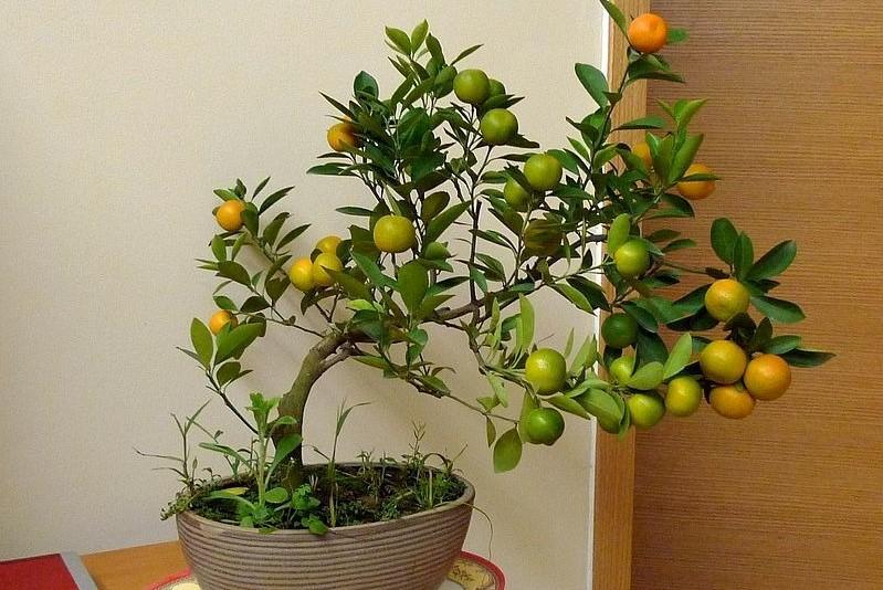 Top 10 cửa hàng bán quất cảnh mini ở Hà Nội đẹp mà hợp túi tiền để trưng Tết