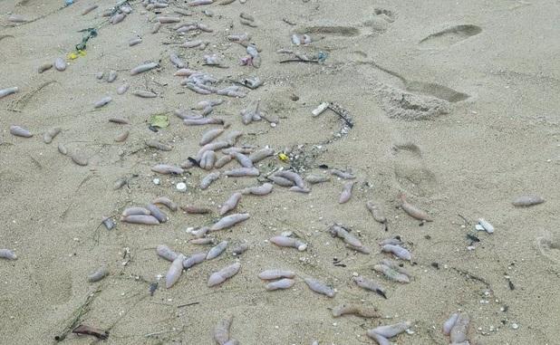 Bờ biển Thừa Thiên Huế xuất hiện sinh vật lạ, nghi là hải sâm