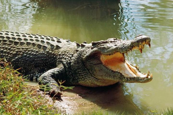 Bạc Liêu: Ra ruộng đêm gặp cá sấu và hành động bất ngờ