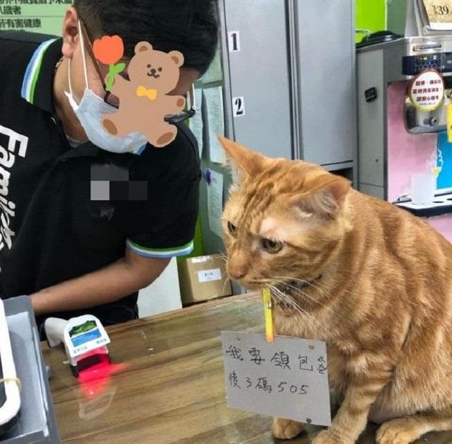 Chú mèo đeo thẻ căn cước tự ra cửa hàng tạp hóa mua đồ