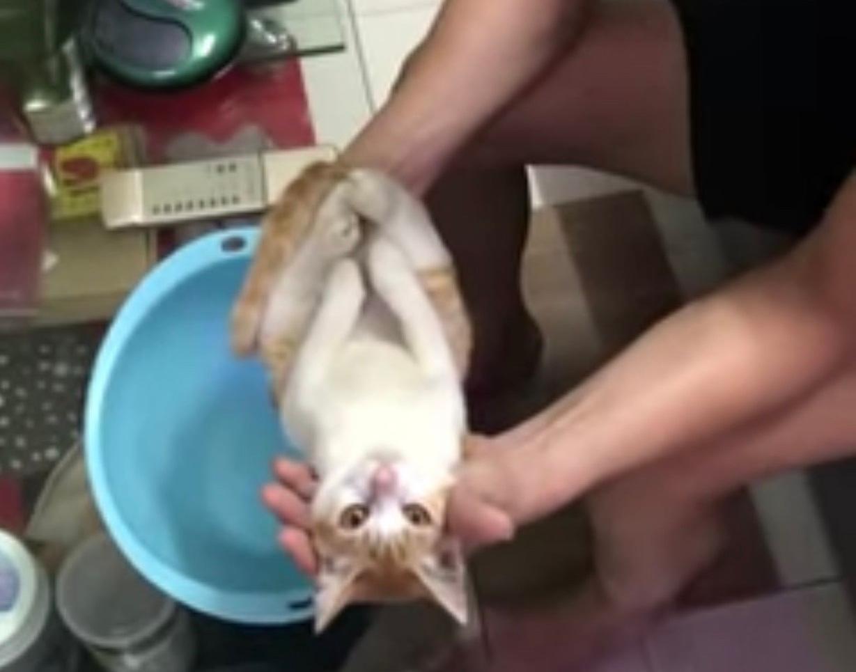 Chuyện về chú mèo đóng vai em bé cho ông tắm: Mồ côi mẹ, bị vứt ra đường