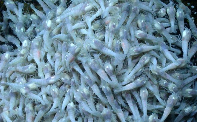 Loài tôm nhúng vào nước sôi 450 độ vẫn tung tăng bơi