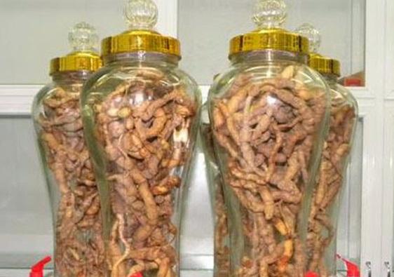 Vụ người chồng cương dương 30 giờ, chuyên gia Đông y chỉ cách dùng ba kích