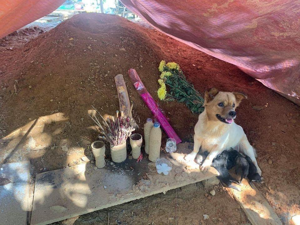 Sạt lở Trà Leng: Rơi nước mắt với hình ảnh đàn chó canh mộ chủ suốt 1 tháng