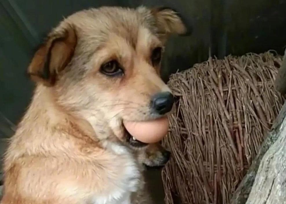 Lịm tim với biểu cảm đáng yêu của chú chó khi bị phạt vì ăn trộm trứng gà