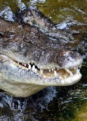 Người đàn ông tự cạy hàm cá sấu thoát ra ngoài