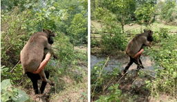 Thực hư hình ảnh anh Nguyễn Ngọc Mạnh cõng cả nghé con lạc mẹ gây xôn xao