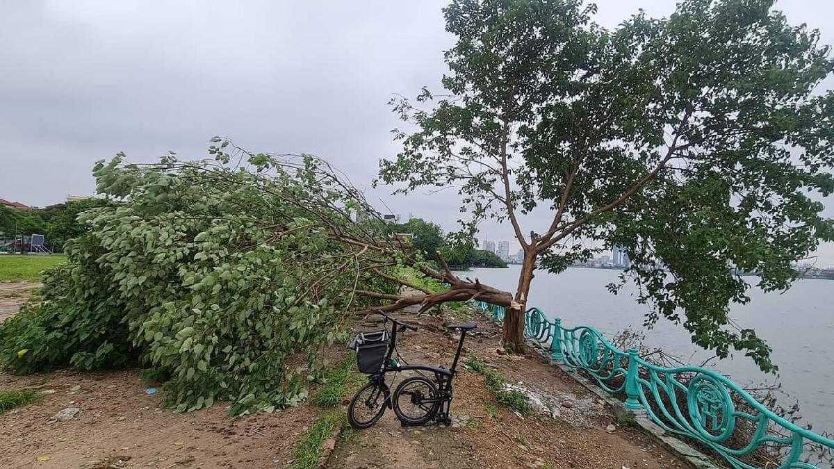 “Cây cô đơn” ở hồ Tây bị chặt trộm giữa đêm, công an truy tìm thủ phạm