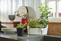 Có gì ở Brussels Herbs, chiếc chậu trồng rau thơm cao 16cm giá hơn 500 ngàn