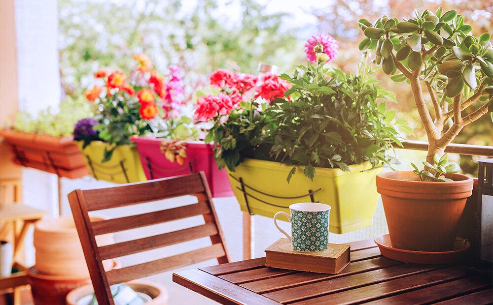 Những "ứng cử viên" lý tưởng cho người đang tìm cây cảnh trang trí ban công