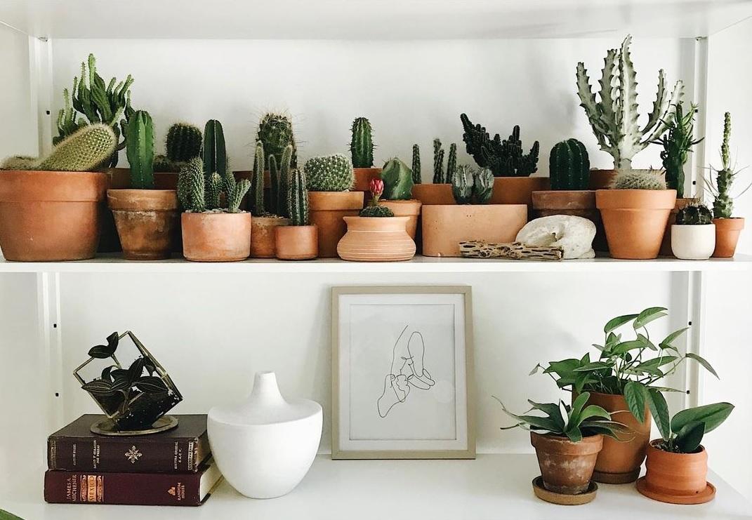 5 loại cây cảnh vừa lọc không khí vừa hợp để trang trí nhà mùa Thu