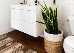 5 loại cây cảnh vừa trang trí nhà vừa giúp khử mùi nhà vệ sinh hiệu quả