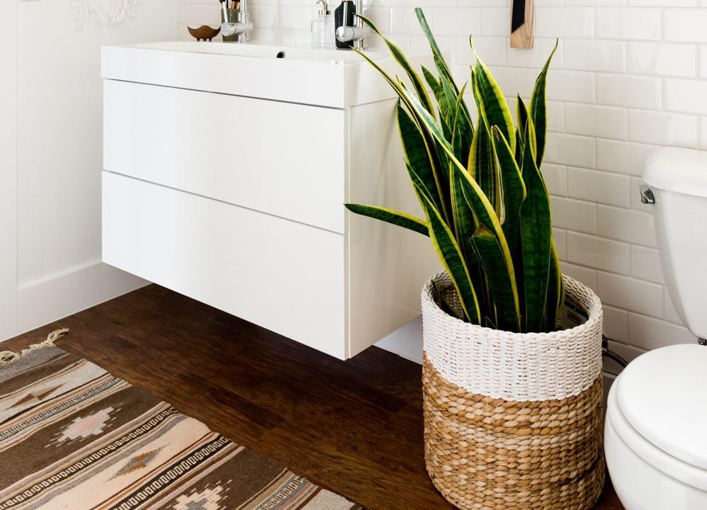 5 loại cây cảnh vừa trang trí nhà vừa giúp khử mùi nhà vệ sinh hiệu quả