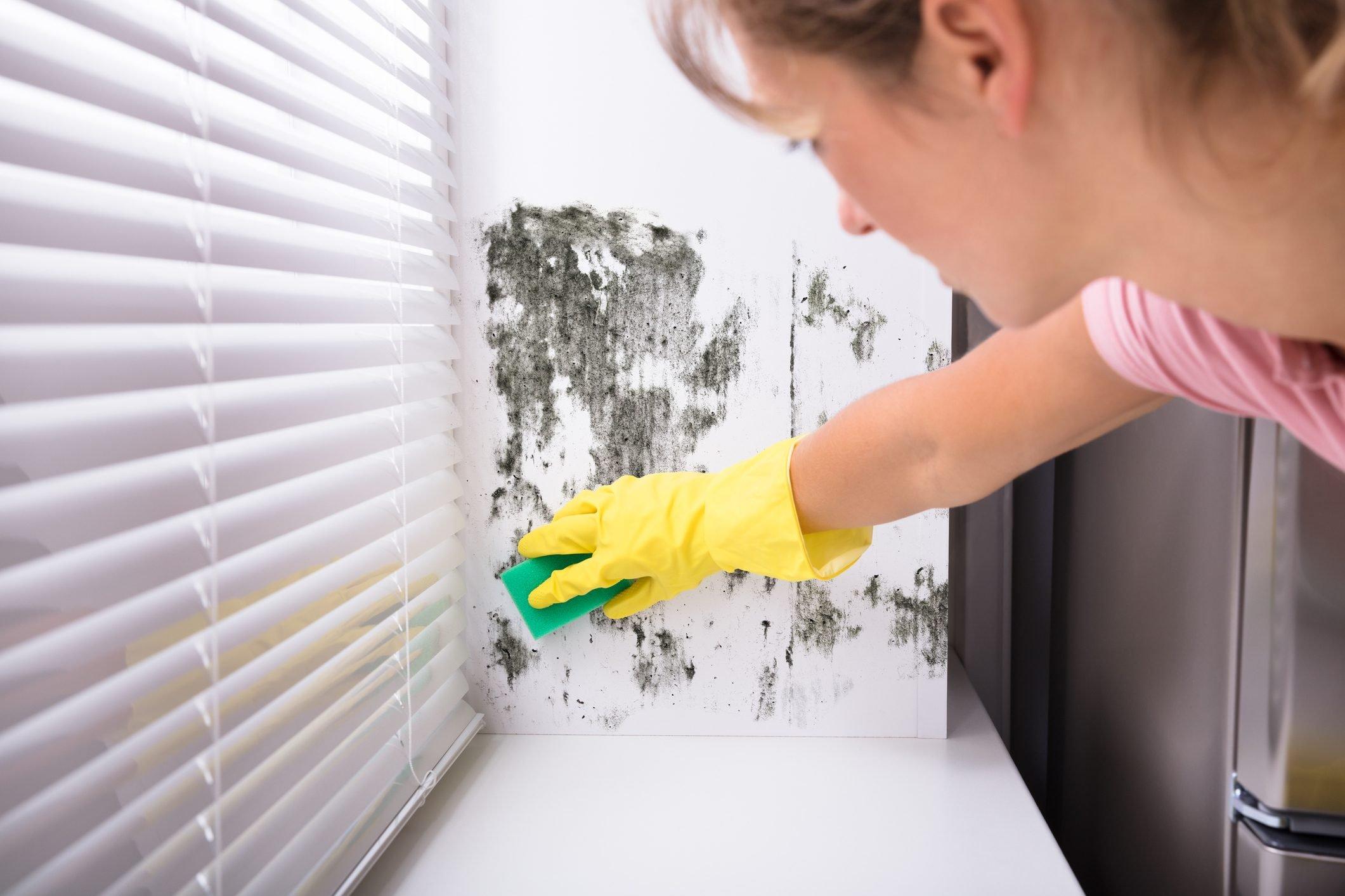 Cách làm sạch nấm mốc hiệu quả với những nguyên liệu sẵn có trong phòng bếp