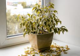 5 thứ nên loại bỏ để mời gọi năng lượng tích cực vào nhà theo quan niệm phong thủy