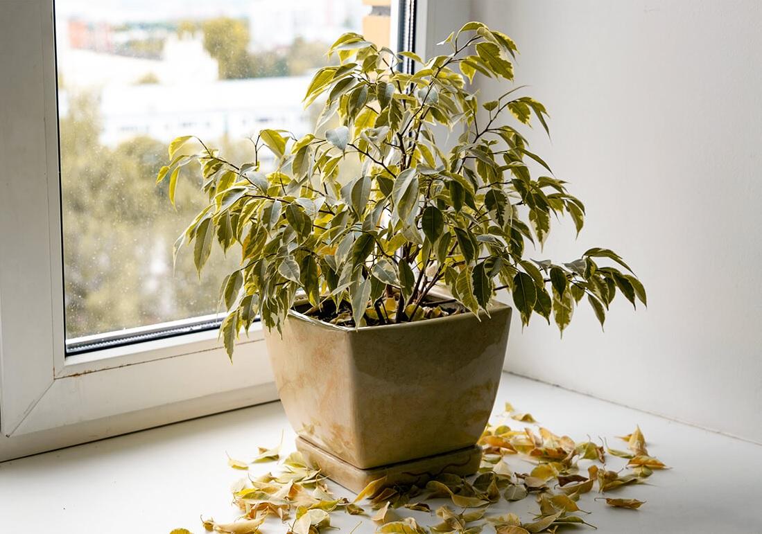 5 thứ nên loại bỏ để mời gọi năng lượng tích cực vào nhà theo quan niệm phong thủy