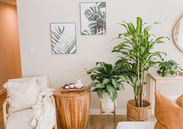 10 loại cây cảnh vừa thanh lọc không khí vừa làm đẹp nhà ngày Tết