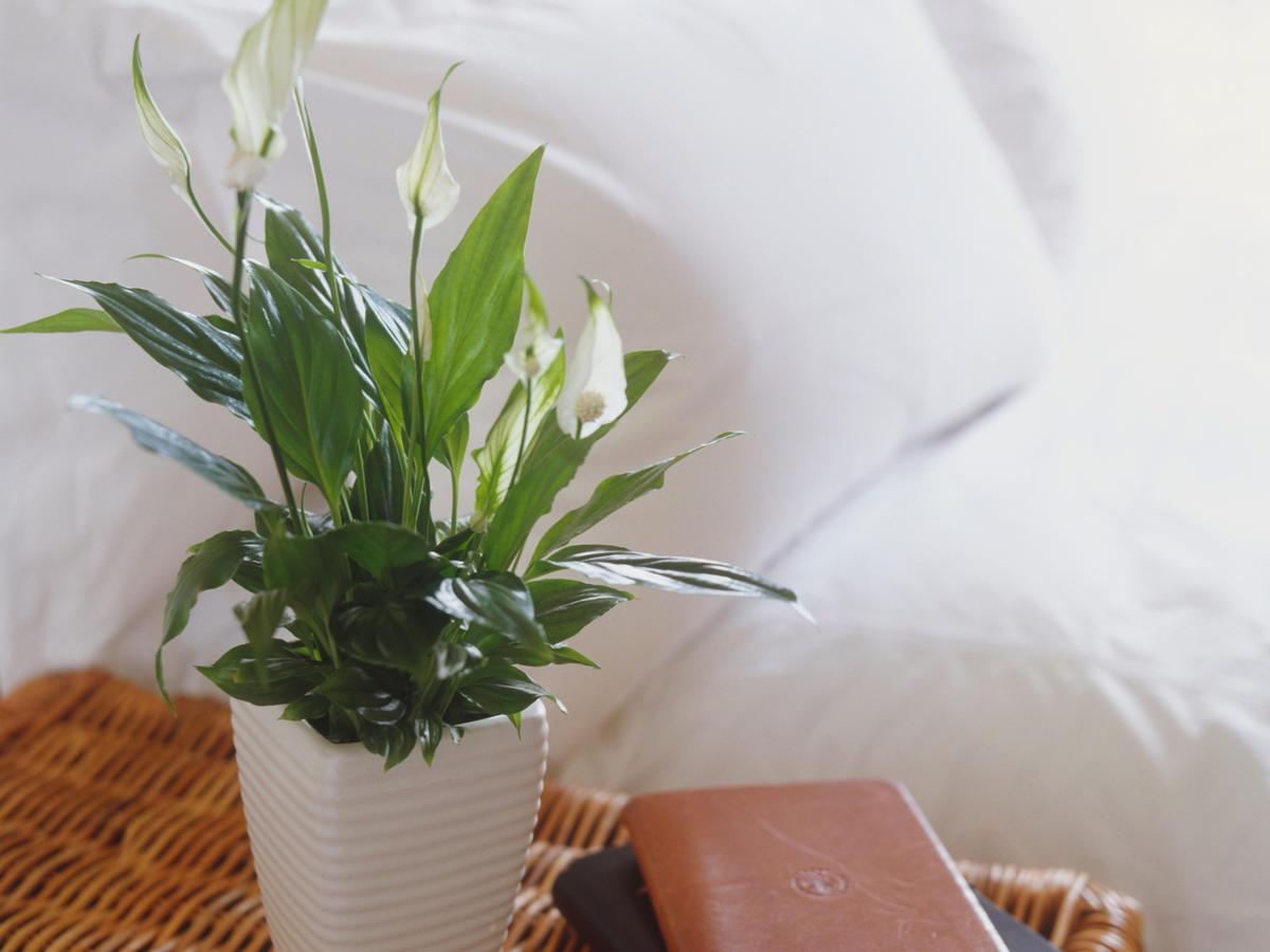 Trồng 6 loại hoa, cây cảnh này nhà vừa đẹp vừa dễ có giấc ngủ ngon