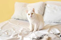 Cách khử mùi hôi của đệm khi bé yêu hoặc thú cưng lỡ tè dầm