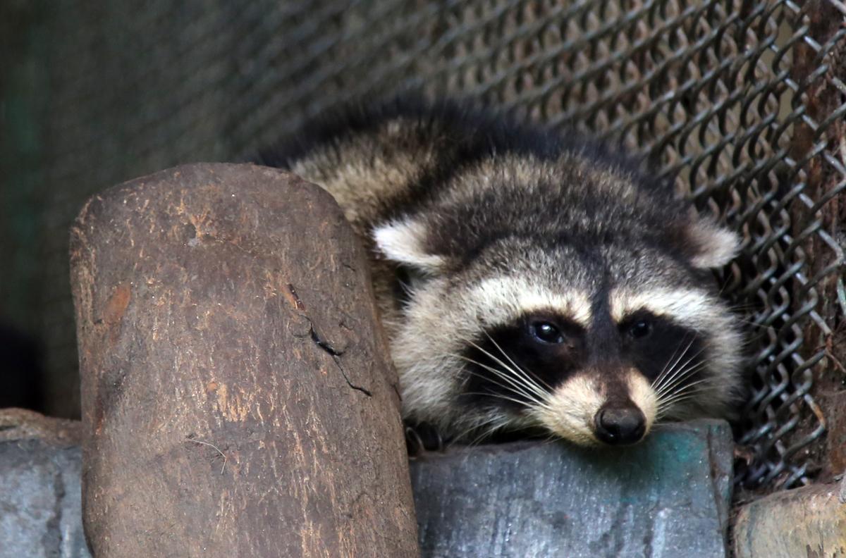 Gấu mèo Bắc Mỹ được cứu từ thùng đông lạnh về Thảo Cầm Viên sinh sống